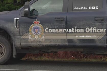 sow-and-2-cubs-likely-involved-in-bella-coola-grizzly-attack-on-school-group:-conservation-officer