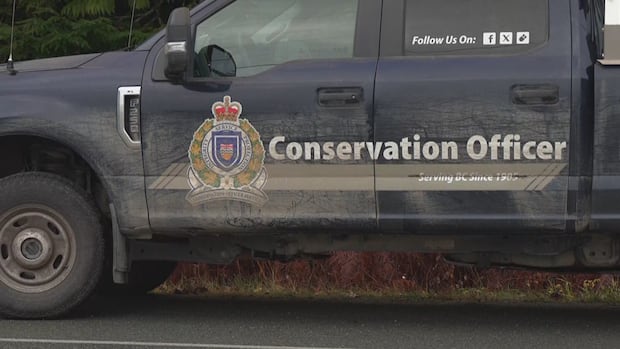 sow-and-2-cubs-likely-involved-in-bella-coola-grizzly-attack-on-school-group:-conservation-officer