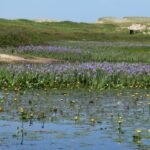 why-sable-island-didn’t-struggle-with-this-year’s-drought