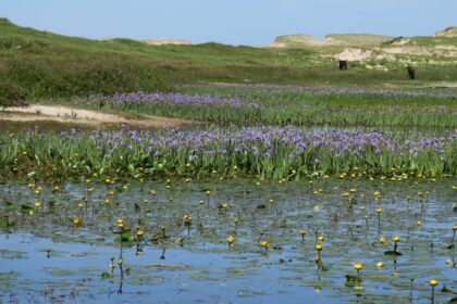 why-sable-island-didn’t-struggle-with-this-year’s-drought