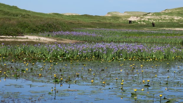 why-sable-island-didn’t-struggle-with-this-year’s-drought