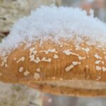 first-ice:-enjoy-these-photos-from-around-new-brunswick