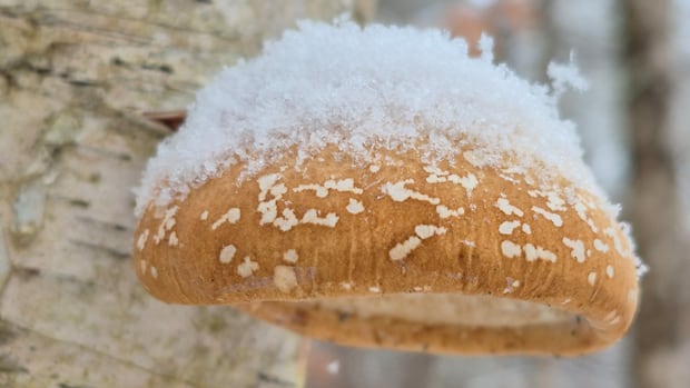 first-ice:-enjoy-these-photos-from-around-new-brunswick