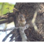 rick-maclean:-the-squirrel-looked-at-me,-then-the-feeder,-and-laughed