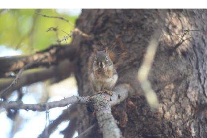 rick-maclean:-the-squirrel-looked-at-me,-then-the-feeder,-and-laughed