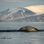 a-conservation-economy-in-nunavut-moves-ahead-with-$270-million-investment