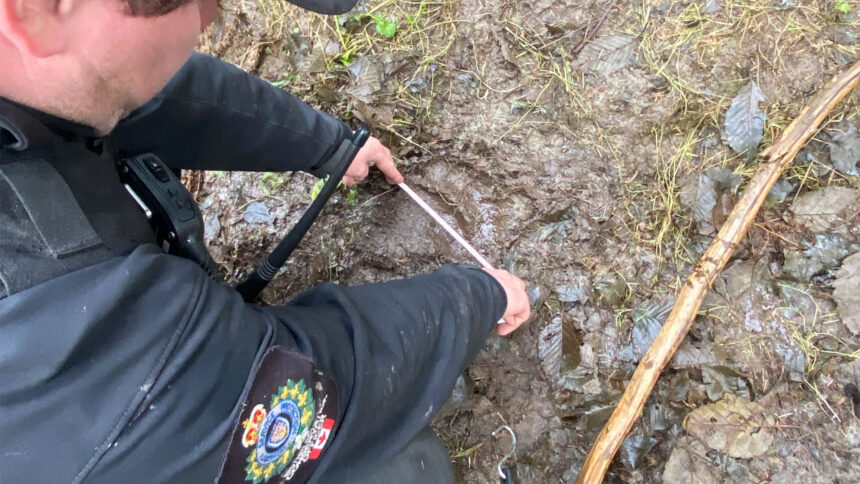 teams-work-through-the-night-in-search-of-bear-after-bc.-attack