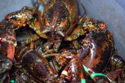 charges-against-alleged-clare-crime-group-important-to-integrity-of-lobster-fishery,-says-ns.-mp