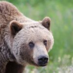 bc.-conservation-officers-trap-grizzly-in-bella-coola-as-search-continues-after-attack