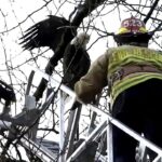 #themoment-firefighters-freed-an-eagle-stuck-in-a-squamish-tree