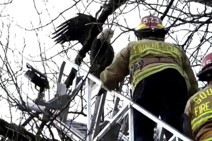 #themoment-firefighters-freed-an-eagle-stuck-in-a-squamish-tree
