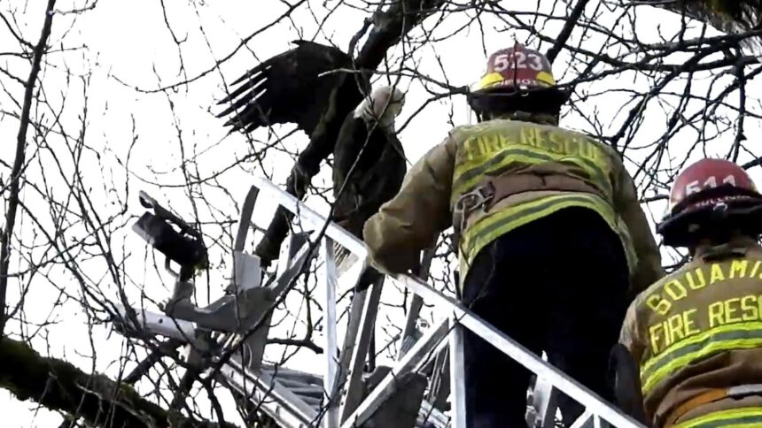 #themoment-firefighters-freed-an-eagle-stuck-in-a-squamish-tree
