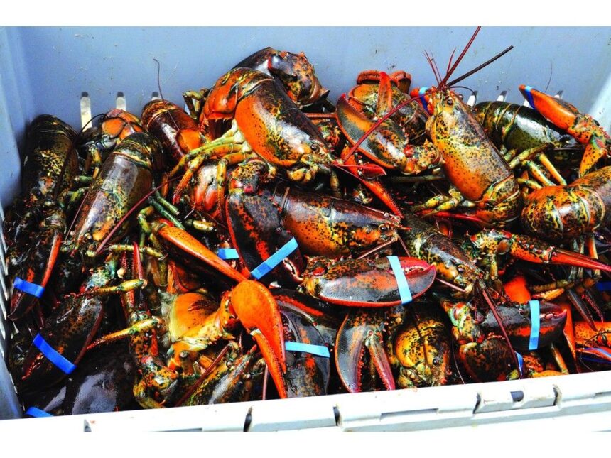 how-it-happened:-rcmp-accuse-‘crime-group’-of-dealing-in-cocaine,-lobster,-arson-and-threats-in-southwest-nova-scotia