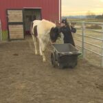 saskspca-worries-proposed-enforcement-changes-could-put-animal-welfare-at-risk