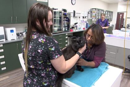 canadian-veterinary-association-raises-alarm-on-medicine-shortages,-staff-burnout