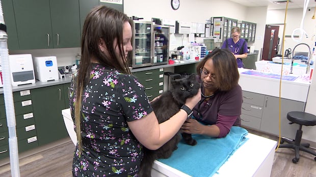 canadian-veterinary-association-raises-alarm-on-medicine-shortages,-staff-burnout