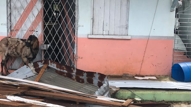 steinbach-group-shipping-aid-to-hurricane-devastated-jamaica