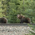 researchers-designed-an-alert-to-prevent-trains-from-killing-animals.-why-arent-we-using-it?