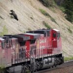 collision-course:-animals-killed-on-canadas-railways