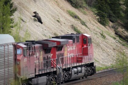 collision-course:-animals-killed-on-canadas-railways