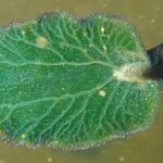 a-rare-photosynthesizing-sea-slug-has-been-found-off-ns.-here’s-why-scientists-are-excited