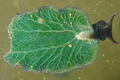a-rare-photosynthesizing-sea-slug-has-been-found-off-ns.-here’s-why-scientists-are-excited