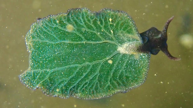 a-rare-photosynthesizing-sea-slug-has-been-found-off-ns.-here’s-why-scientists-are-excited