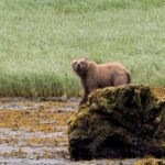 if-the-grizzly-that-attacked-a-bc.-school-group-is-found,-what-happens-next?