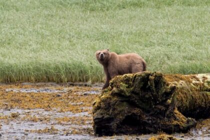 if-the-grizzly-that-attacked-a-bc.-school-group-is-found,-what-happens-next?