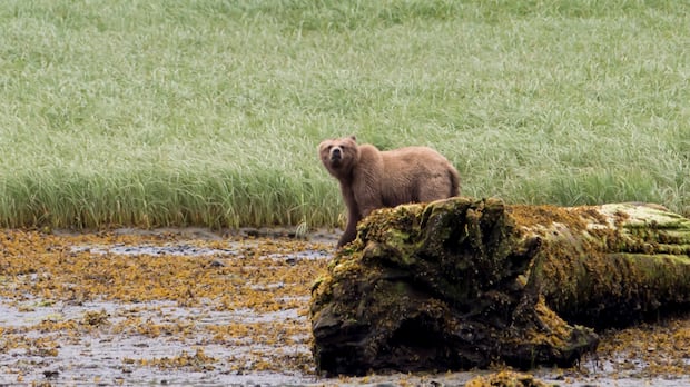 if-the-grizzly-that-attacked-a-bc.-school-group-is-found,-what-happens-next?