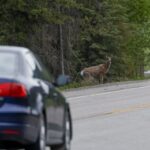 a-dangerous-road-for-bc.-wildlife-is-getting-safer-fence-by-fence,-passage-by-passage