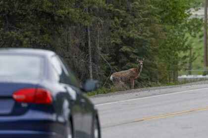 a-dangerous-road-for-bc.-wildlife-is-getting-safer-fence-by-fence,-passage-by-passage
