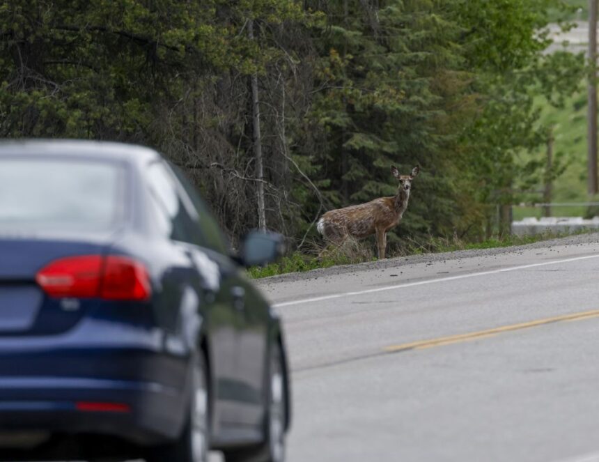 a-dangerous-road-for-bc.-wildlife-is-getting-safer-fence-by-fence,-passage-by-passage