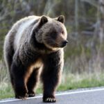 grizzly-bear-attack-in-yoho-national-park-leads-to-minor-injuries