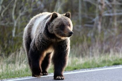 grizzly-bear-attack-in-yoho-national-park-leads-to-minor-injuries