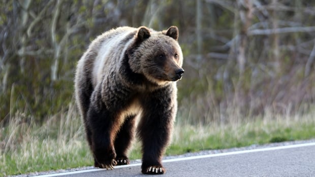 grizzly-bear-attack-in-yoho-national-park-leads-to-minor-injuries