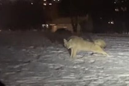 coyote-sightings-in-saskatoon-decline-after-2024-surge