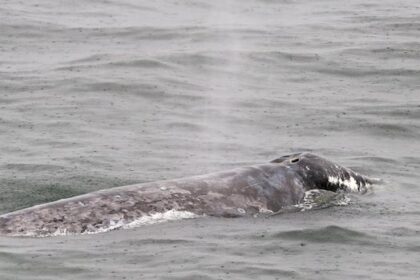 unusual-timing:-beloved-grey-whale-is-back-feeding-in-bc.-instead-of-mexico-this-winter