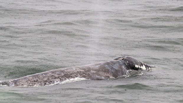 unusual-timing:-beloved-grey-whale-is-back-feeding-in-bc.-instead-of-mexico-this-winter