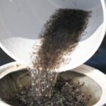 canada-votes-against-tightening-regulations-on-the-international-trade-in-elvers-despite-being-a-smuggling-hub