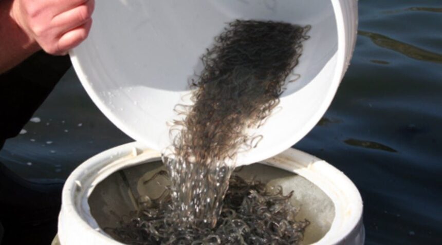 canada-votes-against-tightening-regulations-on-the-international-trade-in-elvers-despite-being-a-smuggling-hub