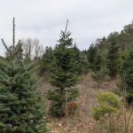 christmas-tree-farmers-forced-to-adapt-to-climate-change-and-affordability-crisis