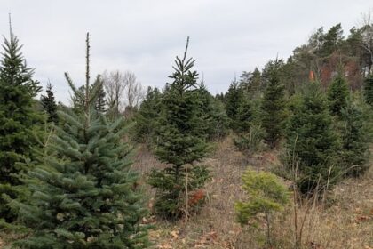 christmas-tree-farmers-forced-to-adapt-to-climate-change-and-affordability-crisis