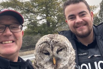 police-officer-and-aspiring-falconer-swoops-in-to-aid-injured-owl