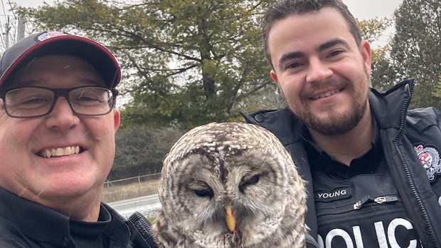 police-officer-and-aspiring-falconer-swoops-in-to-aid-injured-owl