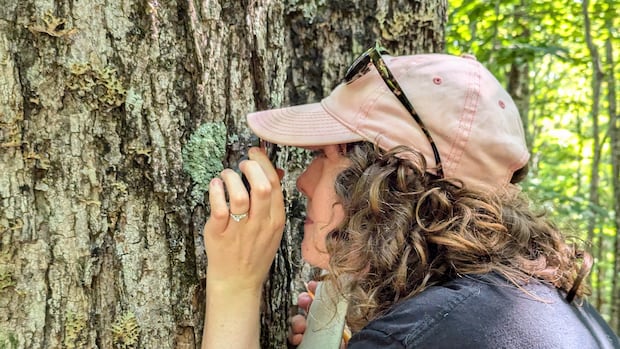 nb.-researchers-find-lichen-species-in-most-eastern-place-on-record