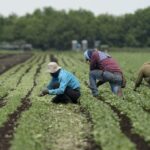 does-pei.-need-temporary-foreign-workers?-industries-say-yes,-but-economist-warns-of-consequences