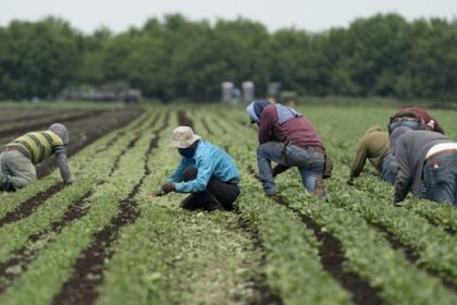 does-pei.-need-temporary-foreign-workers?-industries-say-yes,-but-economist-warns-of-consequences