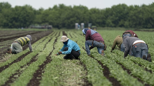 does-pei.-need-temporary-foreign-workers?-industries-say-yes,-but-economist-warns-of-consequences