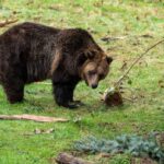 4-grizzlies-to-be-relocated-after-evidence-finds-no-link-to-bella-coola,-bc.,-attack